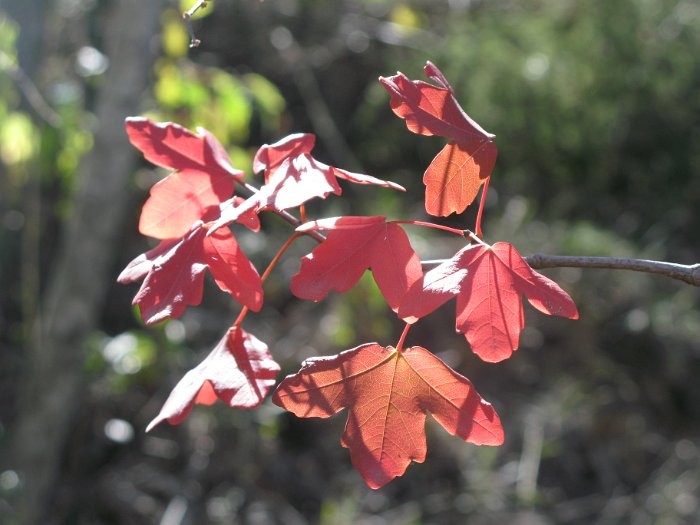Acer monspessulanum (11)